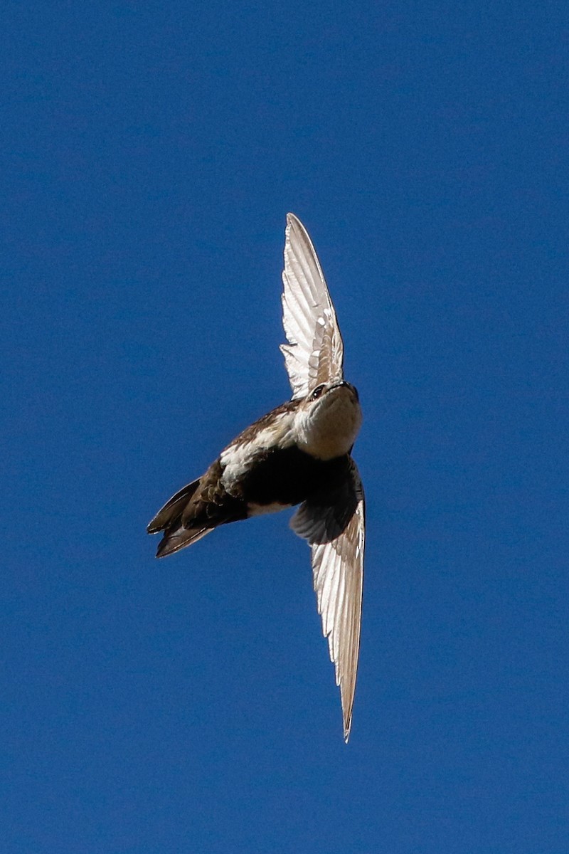 White-throated Swift - ML214091931