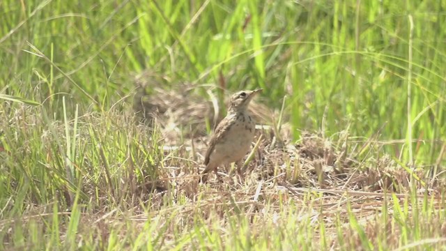 African Pipit - ML214092561