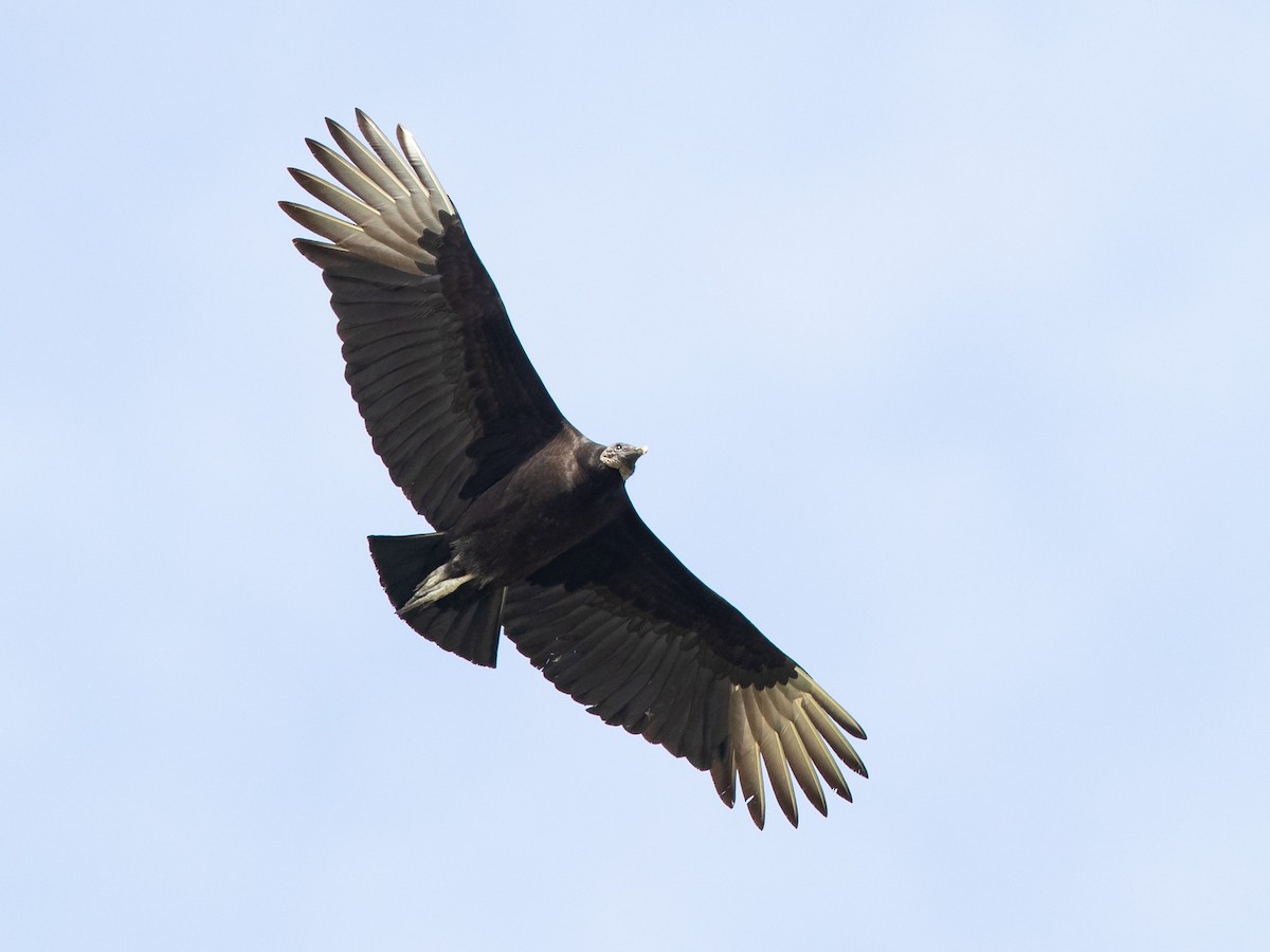 Black Vulture - Mike Cameron