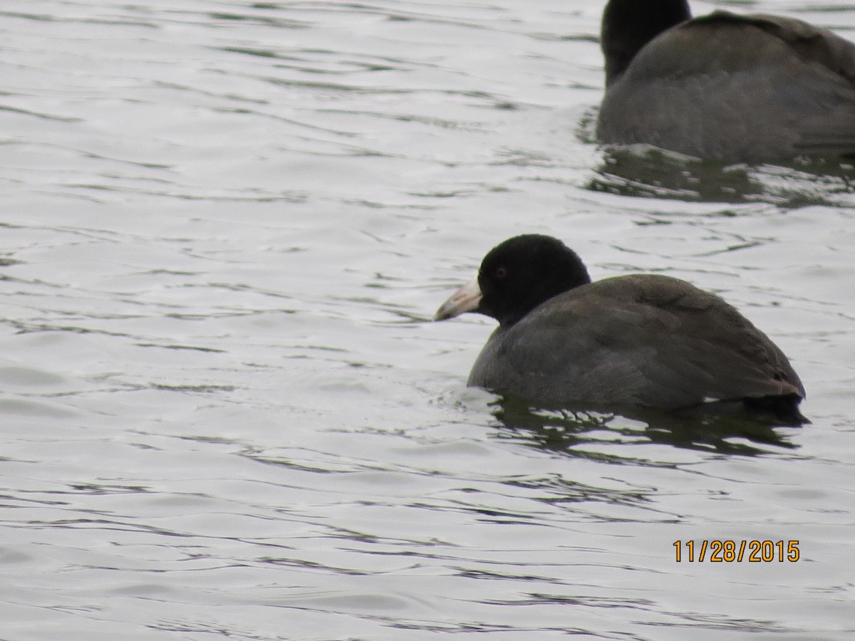American Coot (Red-shielded) - suzanne pudelek