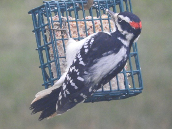 Hairy Woodpecker - ML21409331