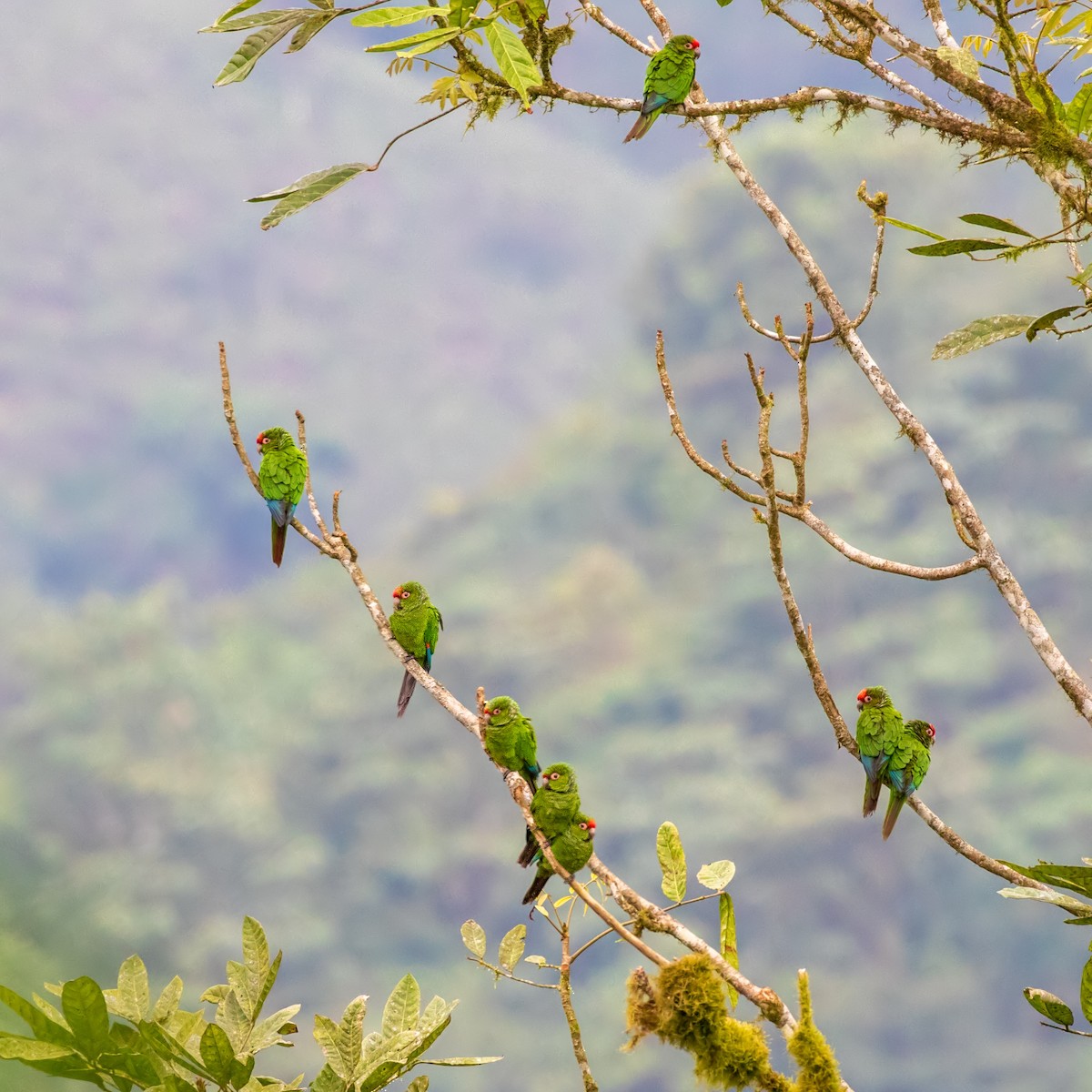 El Oro Parakeet - Vayun Tiwari