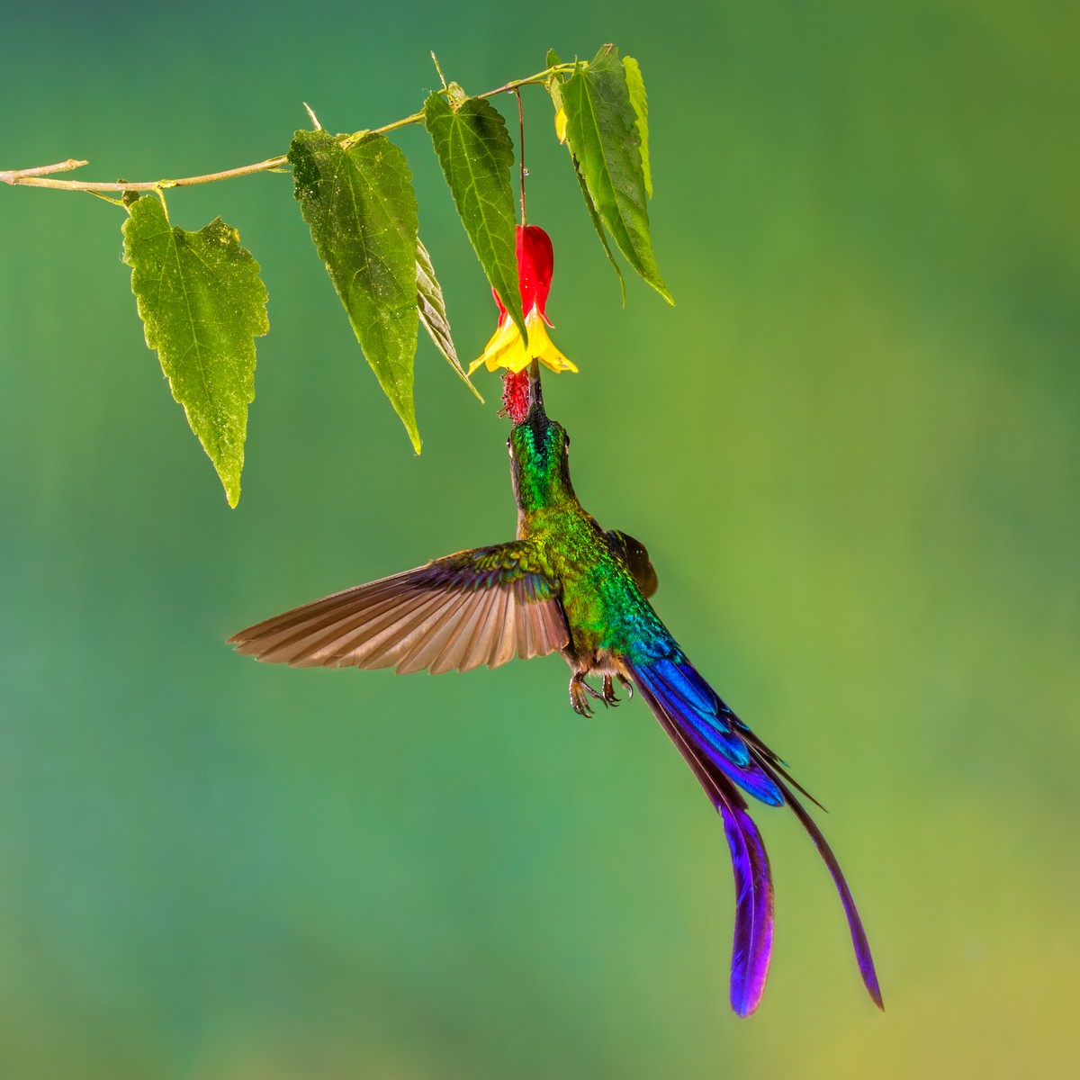 Violet-tailed Sylph - ML214094411
