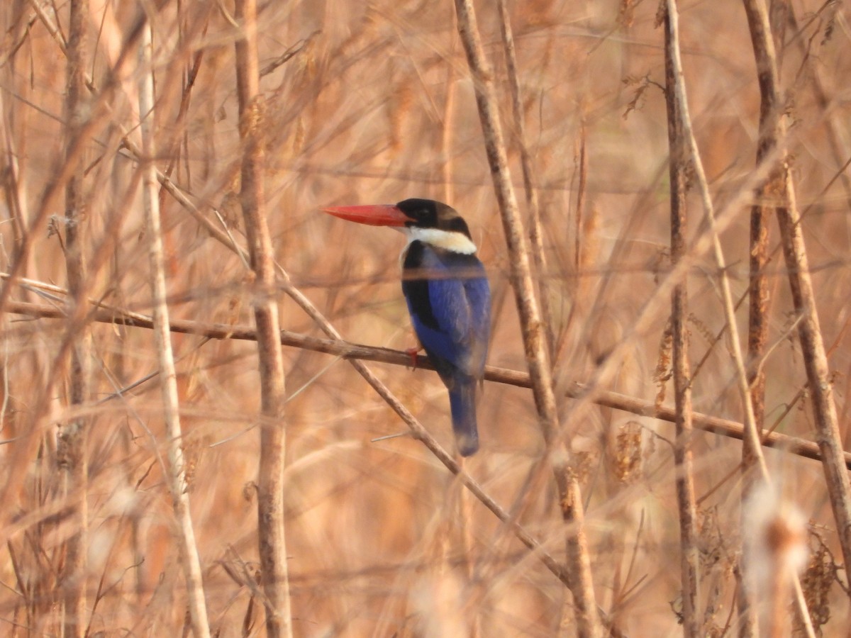 Black-capped Kingfisher - Ben Weil