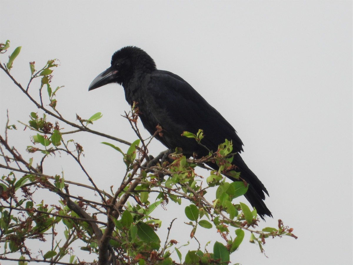 Large-billed Crow - Ben Weil