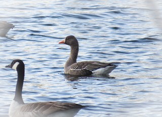 Greater White-fronted Goose, ML214099941