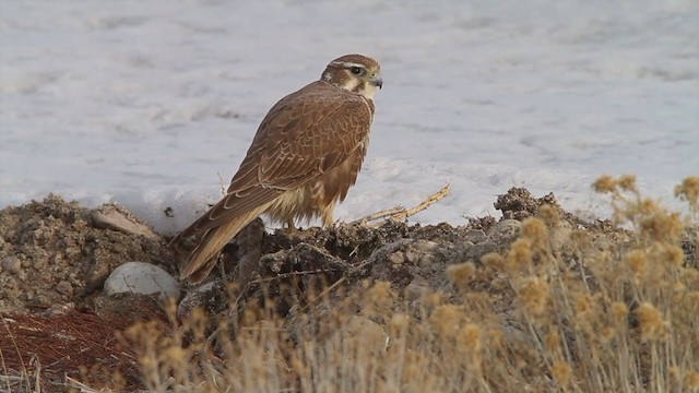 Faucon des prairies - ML214101051