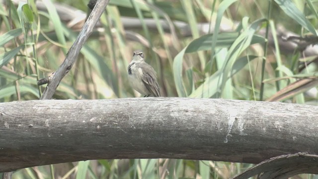 Cape Wagtail - ML214103691