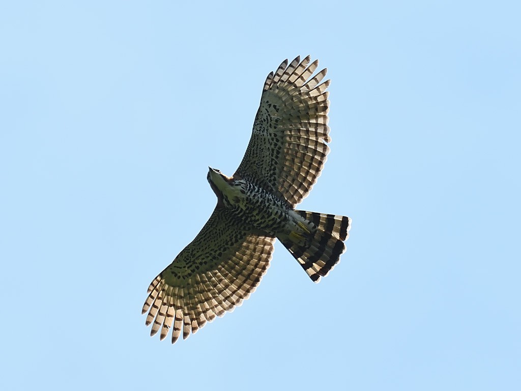 Ornate Hawk-Eagle - Oleg Chernyshov