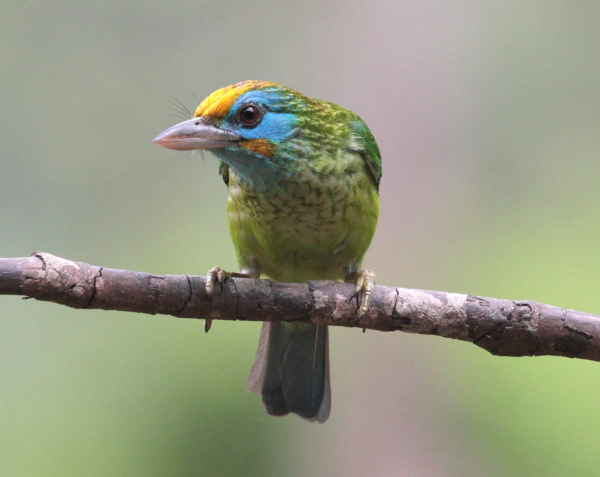 Yellow-fronted Barbet - ML214107691