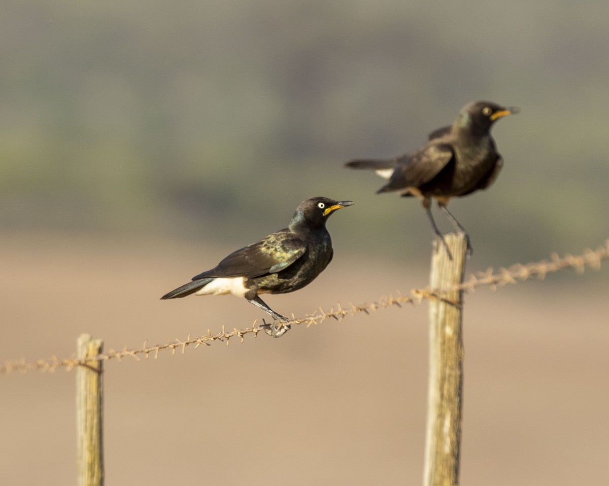 African Pied Starling - ML214108321