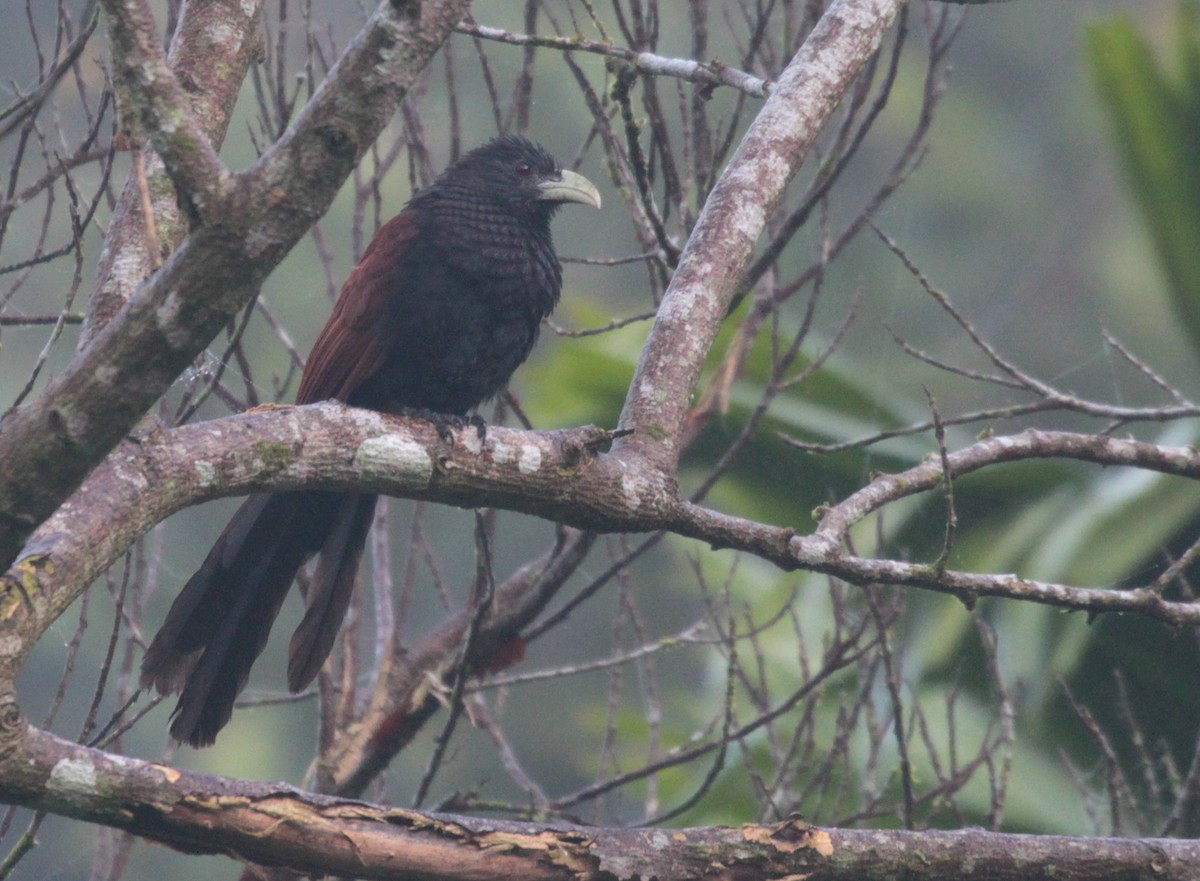 Green-billed Coucal - Corey Callaghan
