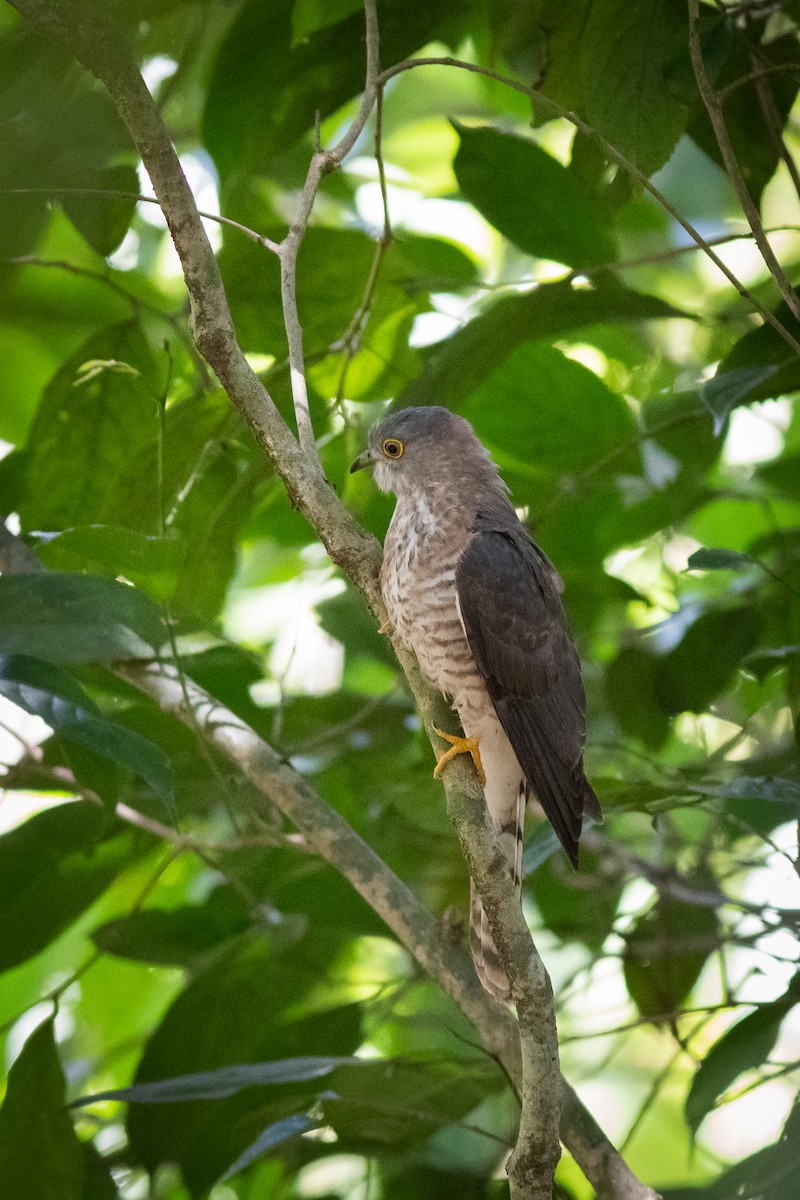 Common Hawk-Cuckoo - Charles Thomas