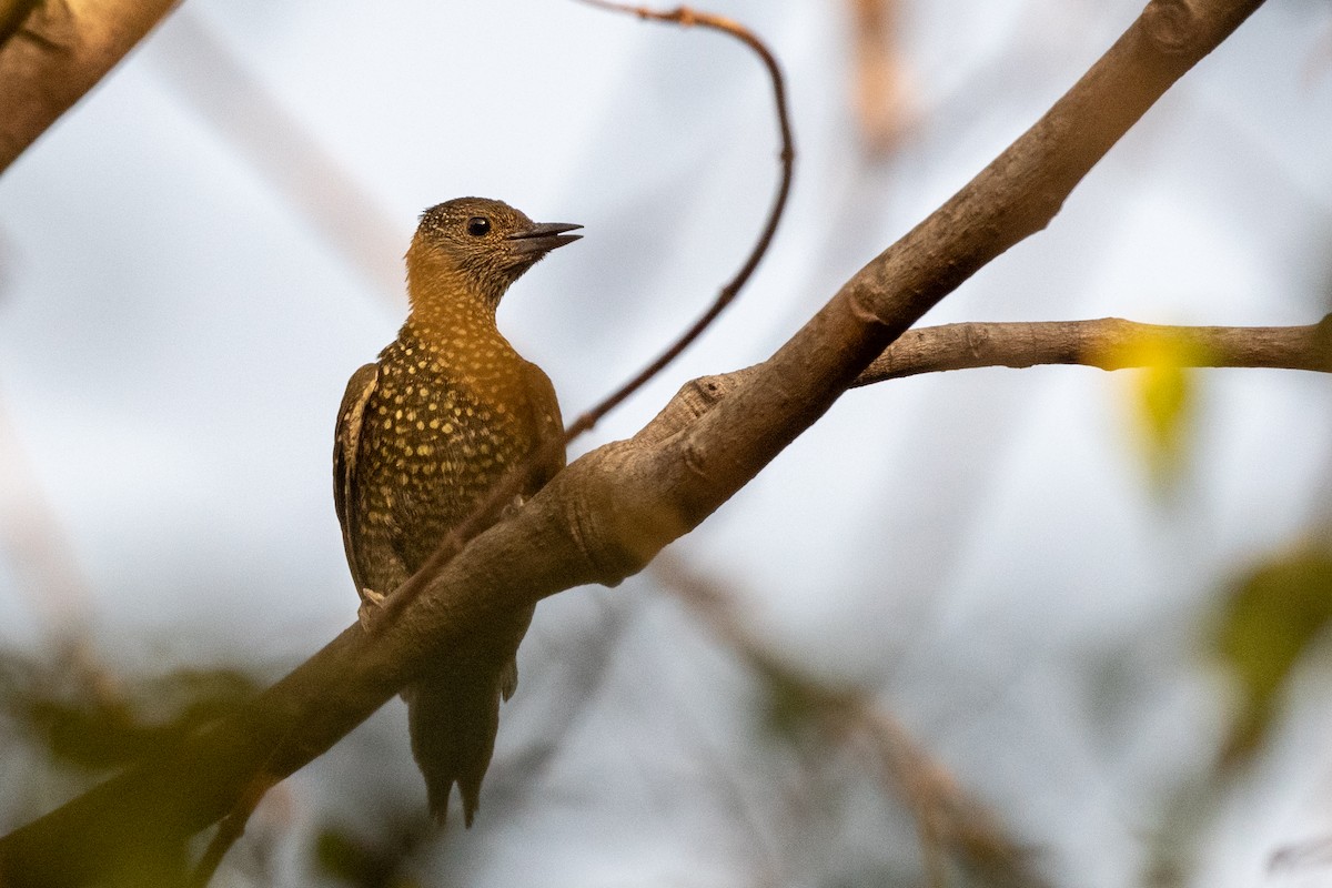 Buff-spotted Woodpecker - Hans Norelius