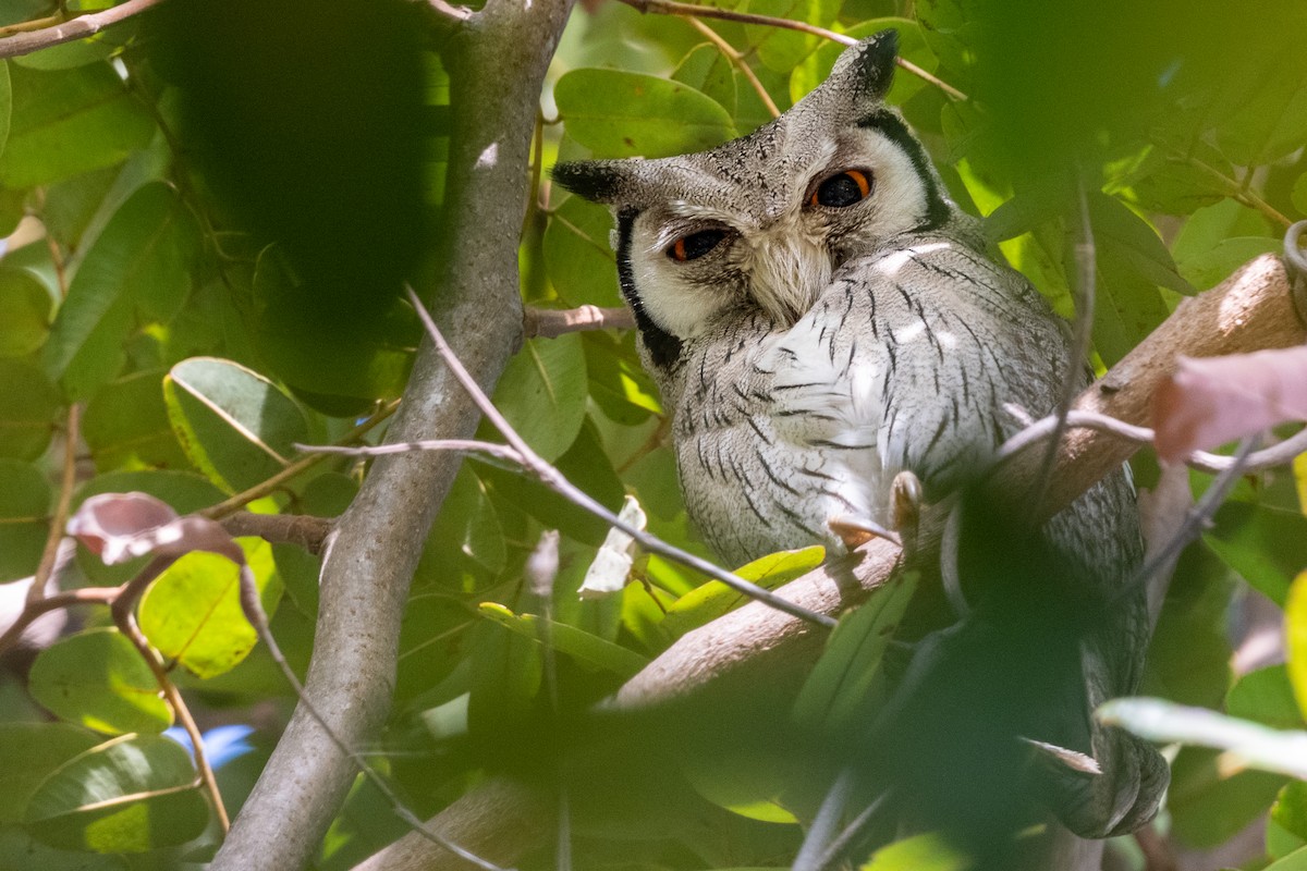 Northern White-faced Owl - ML214119271
