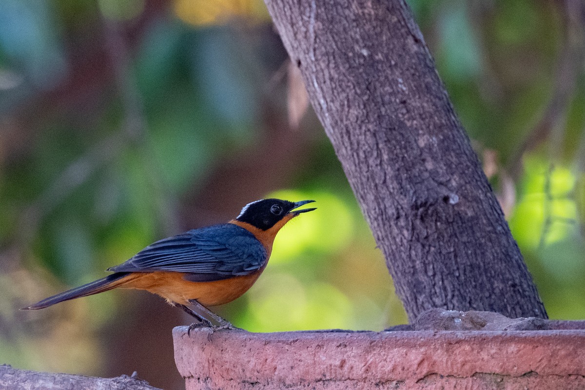 Snowy-crowned Robin-Chat - ML214119851