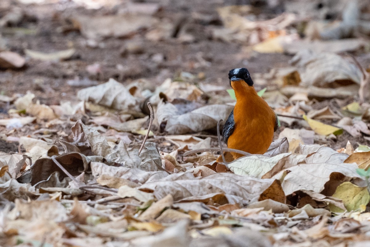 Snowy-crowned Robin-Chat - ML214119871