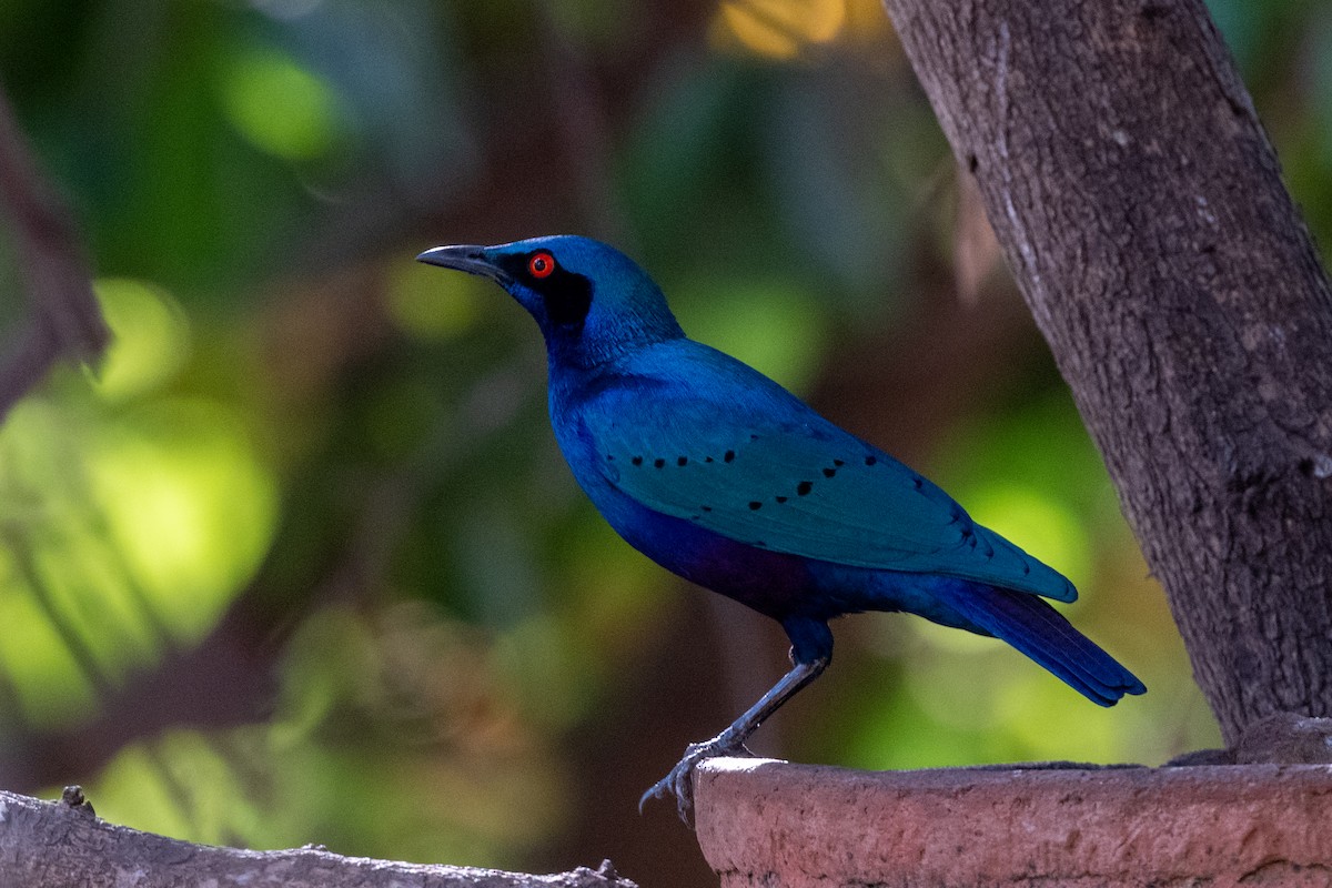 Bronze-tailed Starling - ML214119971