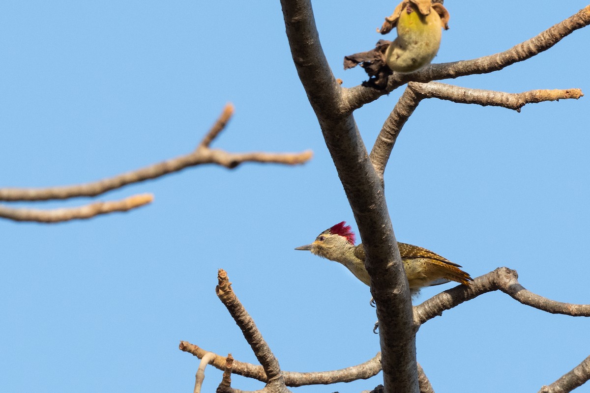 Fine-spotted Woodpecker - Hans Norelius