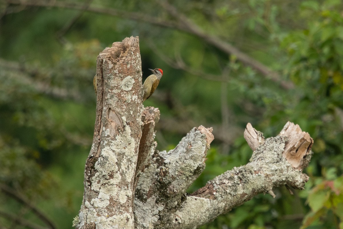 Speckle-breasted Woodpecker - ML214123081
