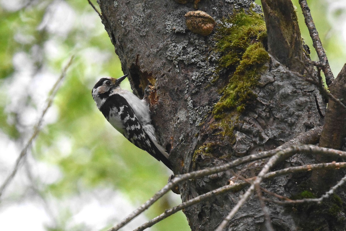 Lesser Spotted Woodpecker - Malte Seehausen
