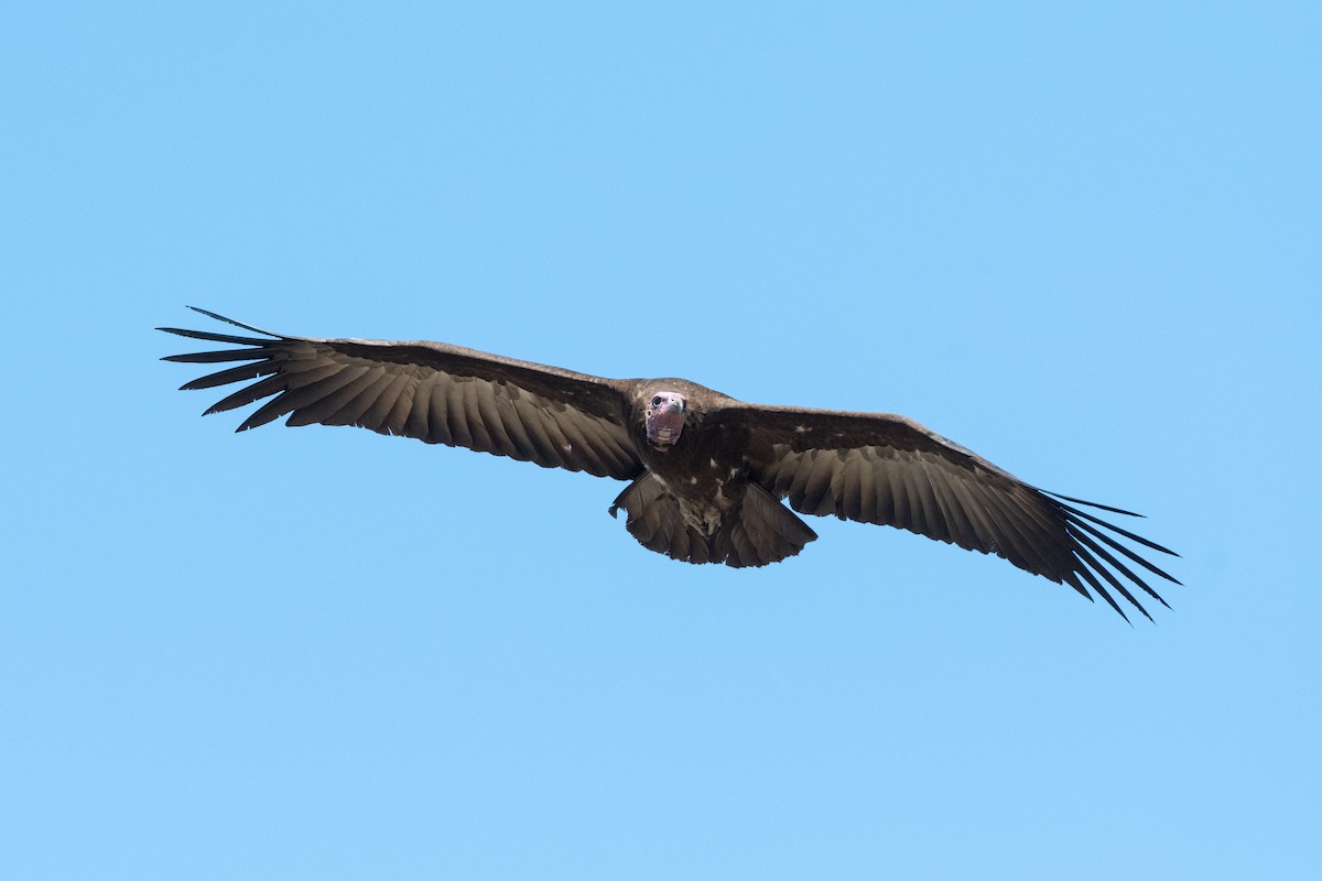 Hooded Vulture - ML214124381