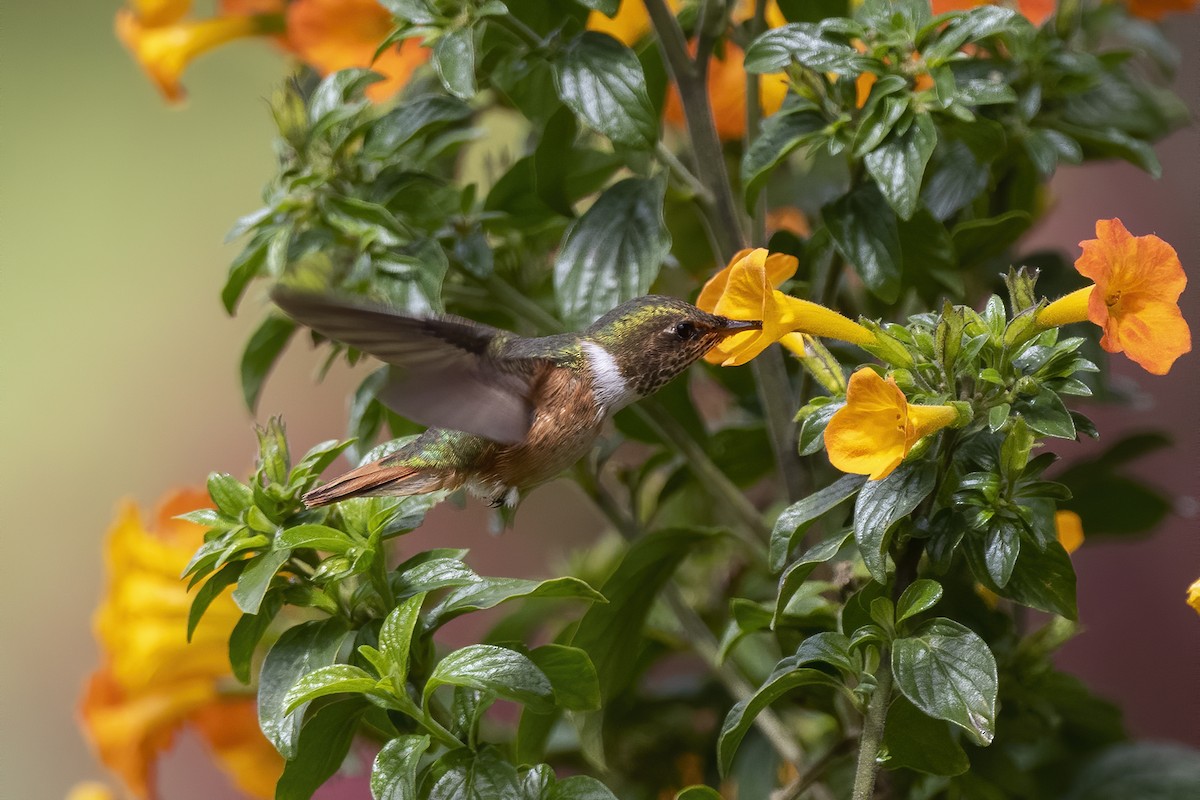 Scintillant Hummingbird - ML214125451