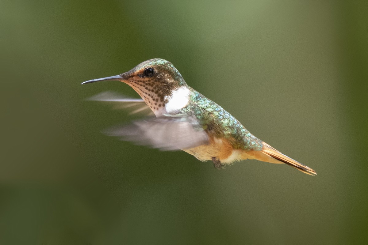 Scintillant Hummingbird - ML214125461