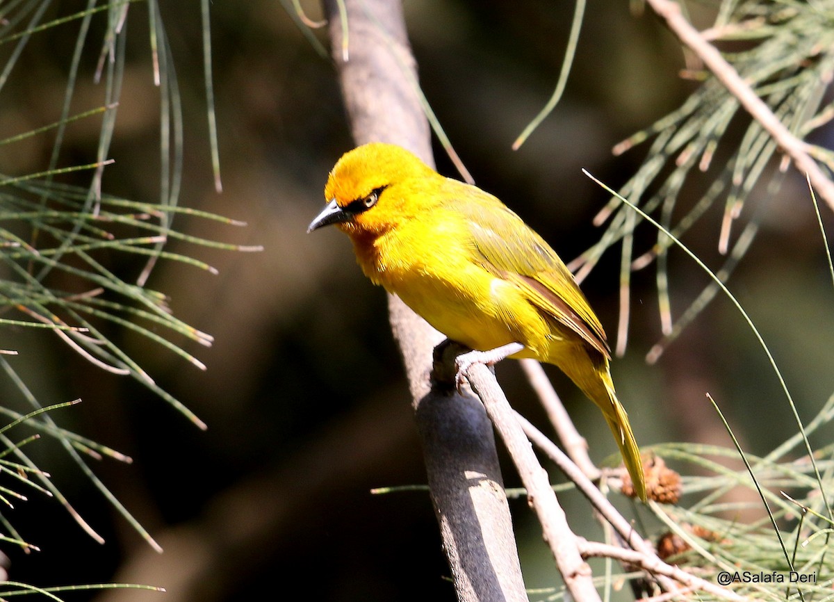 Spectacled Weaver (Yellow-throated) - ML214127191