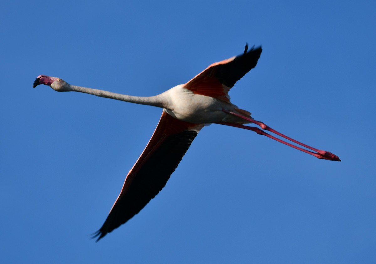 Greater Flamingo - ML214127201