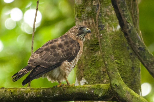 Broad-winged Hawk