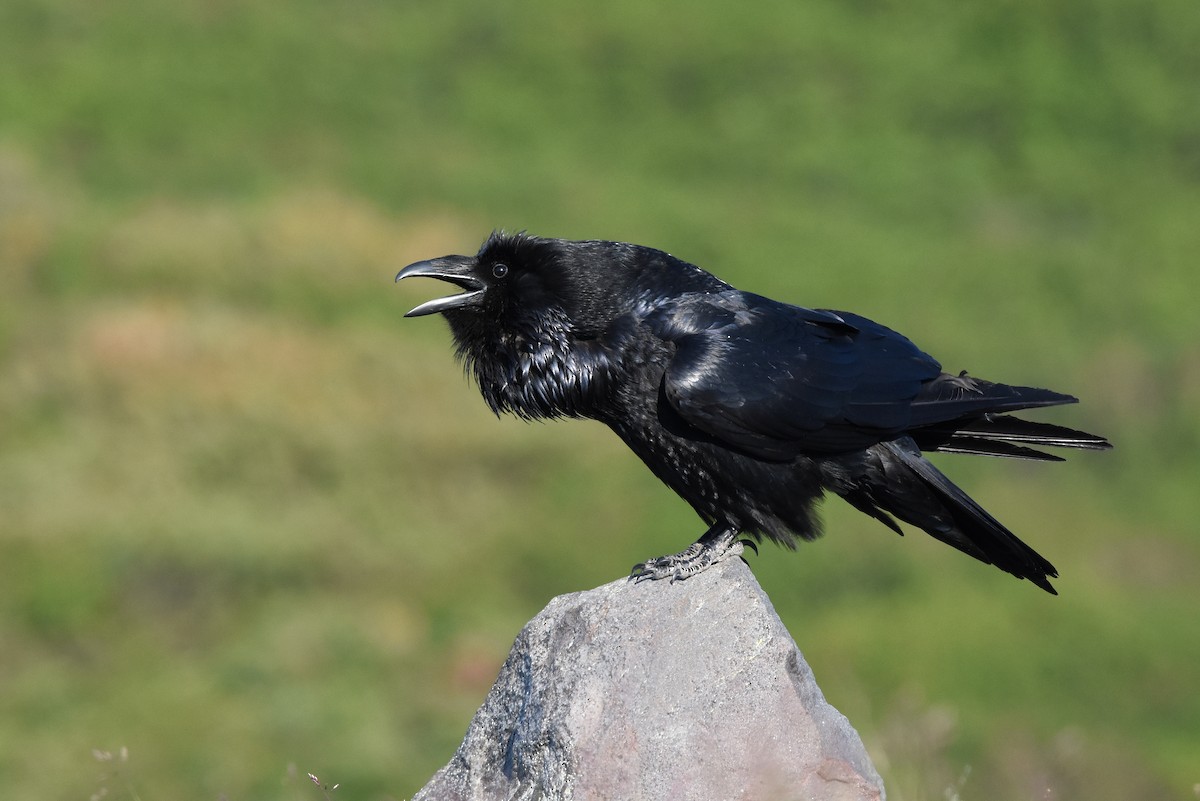 Common Raven - Malte Seehausen