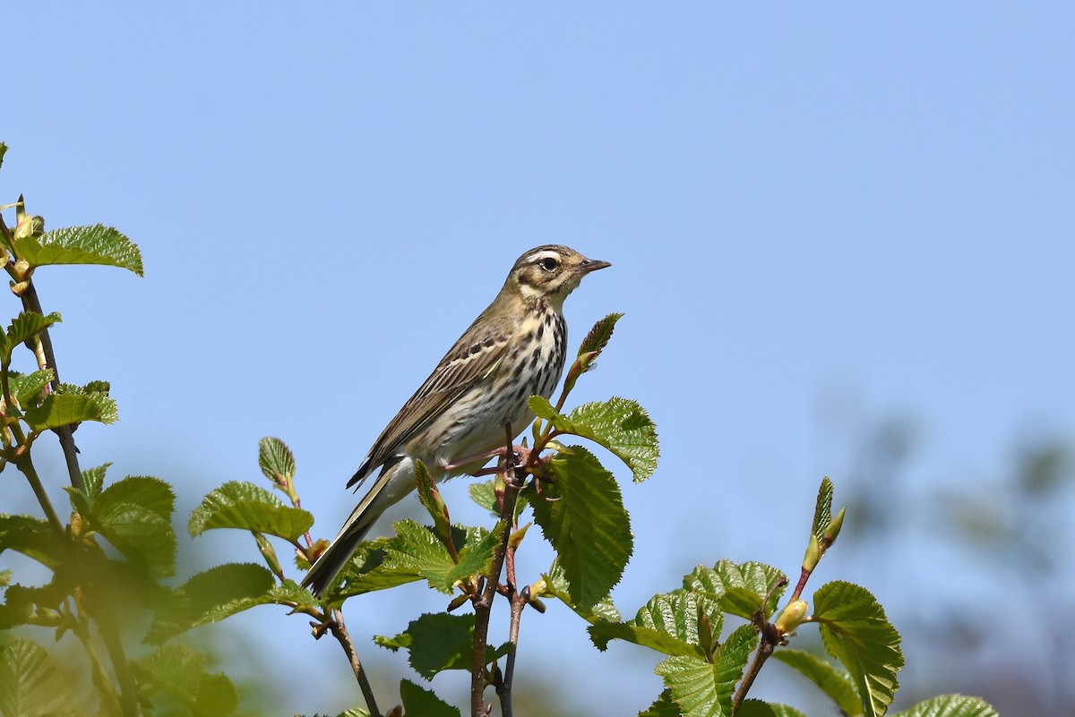Olive-backed Pipit - ML214131921