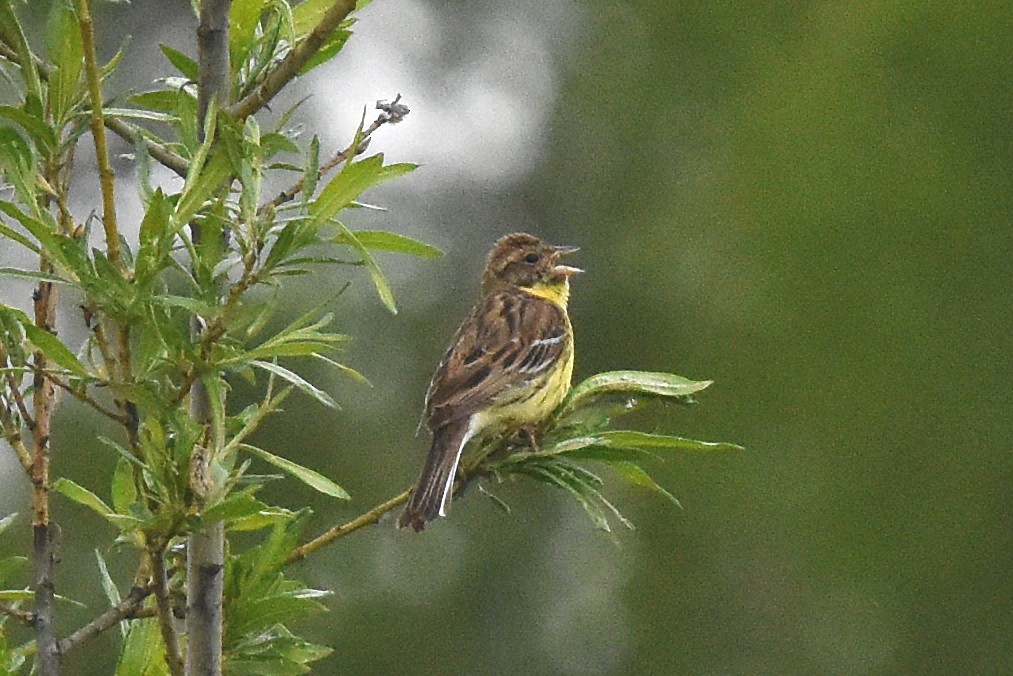 Yellow-breasted Bunting - ML214134341