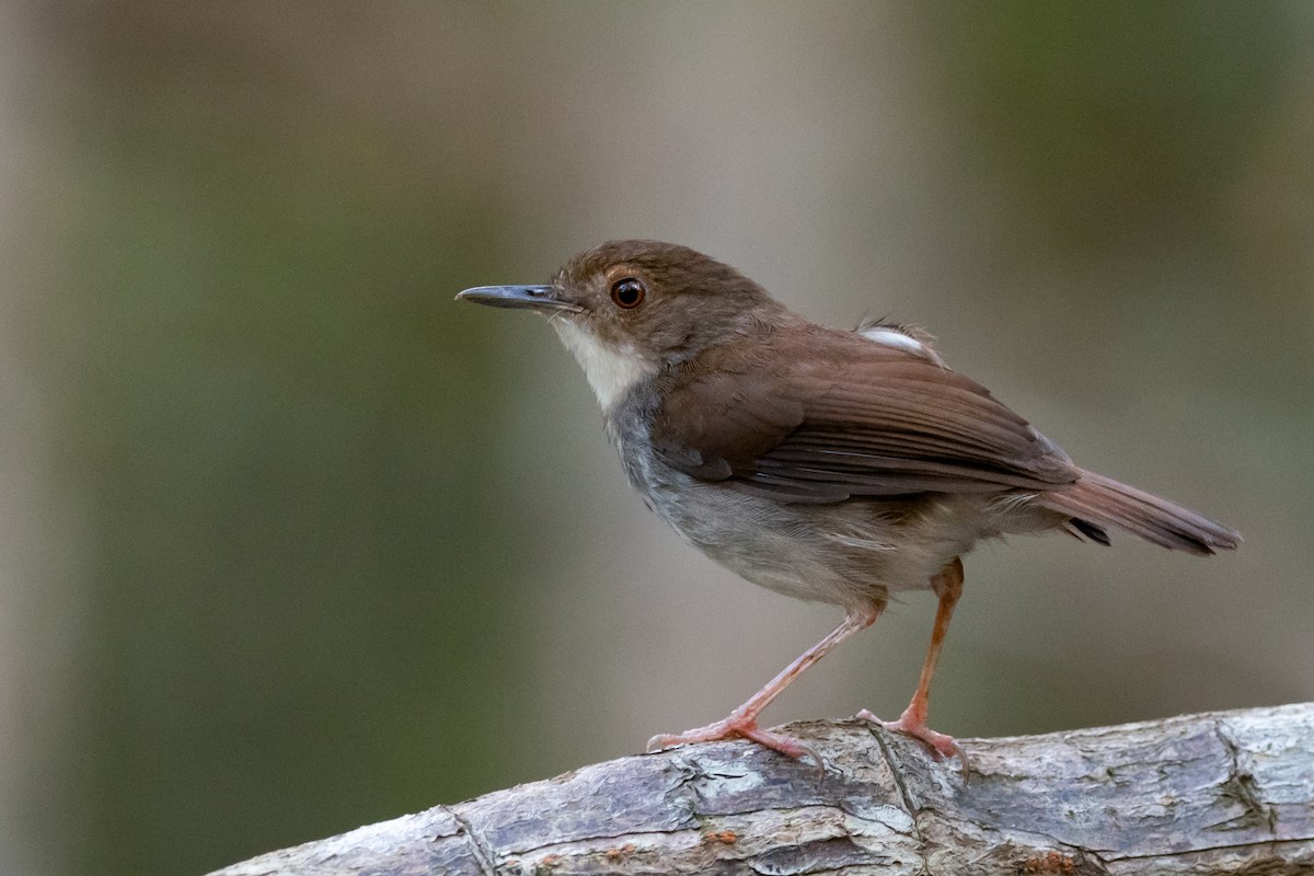 White-chested Babbler - Phil Chaon