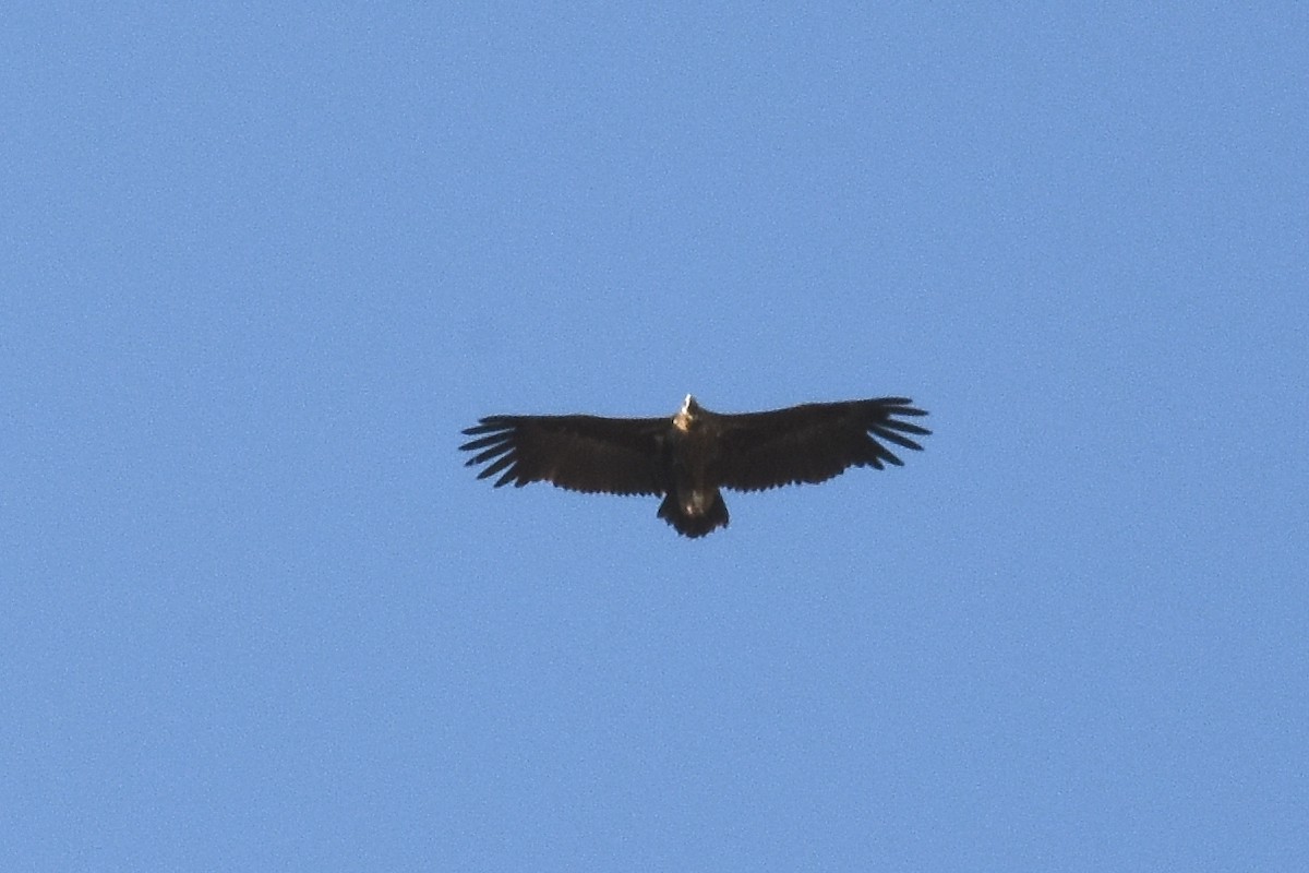 Cinereous Vulture - ML214135561