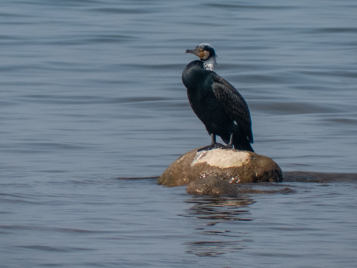 Great Cormorant - Mike Prince