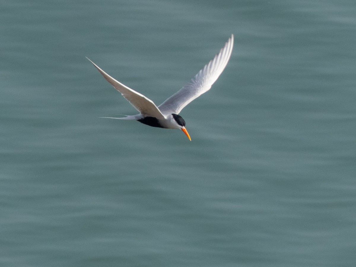 Black-bellied Tern - Mike Prince