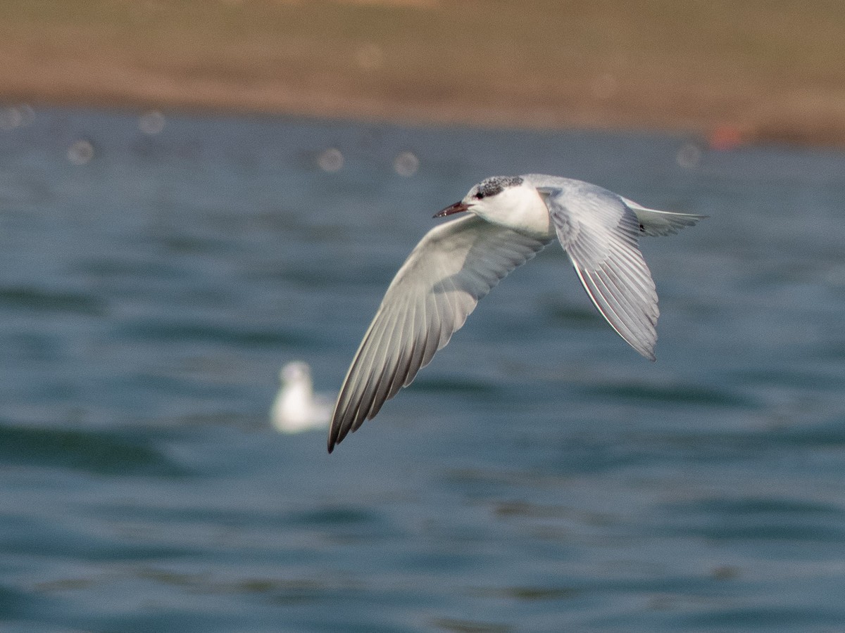 Whiskered Tern - Mike Prince