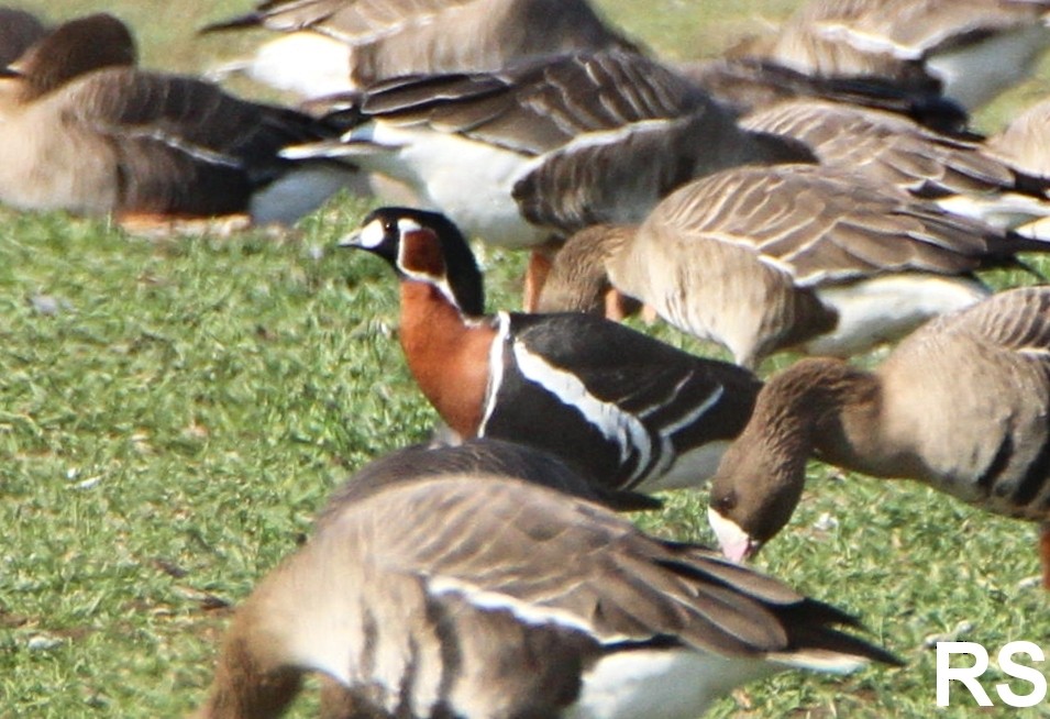 Red-breasted Goose - ML214139101