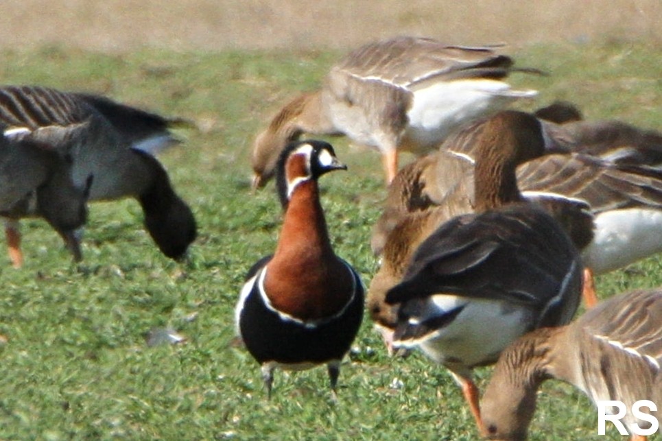 Red-breasted Goose - ML214139111