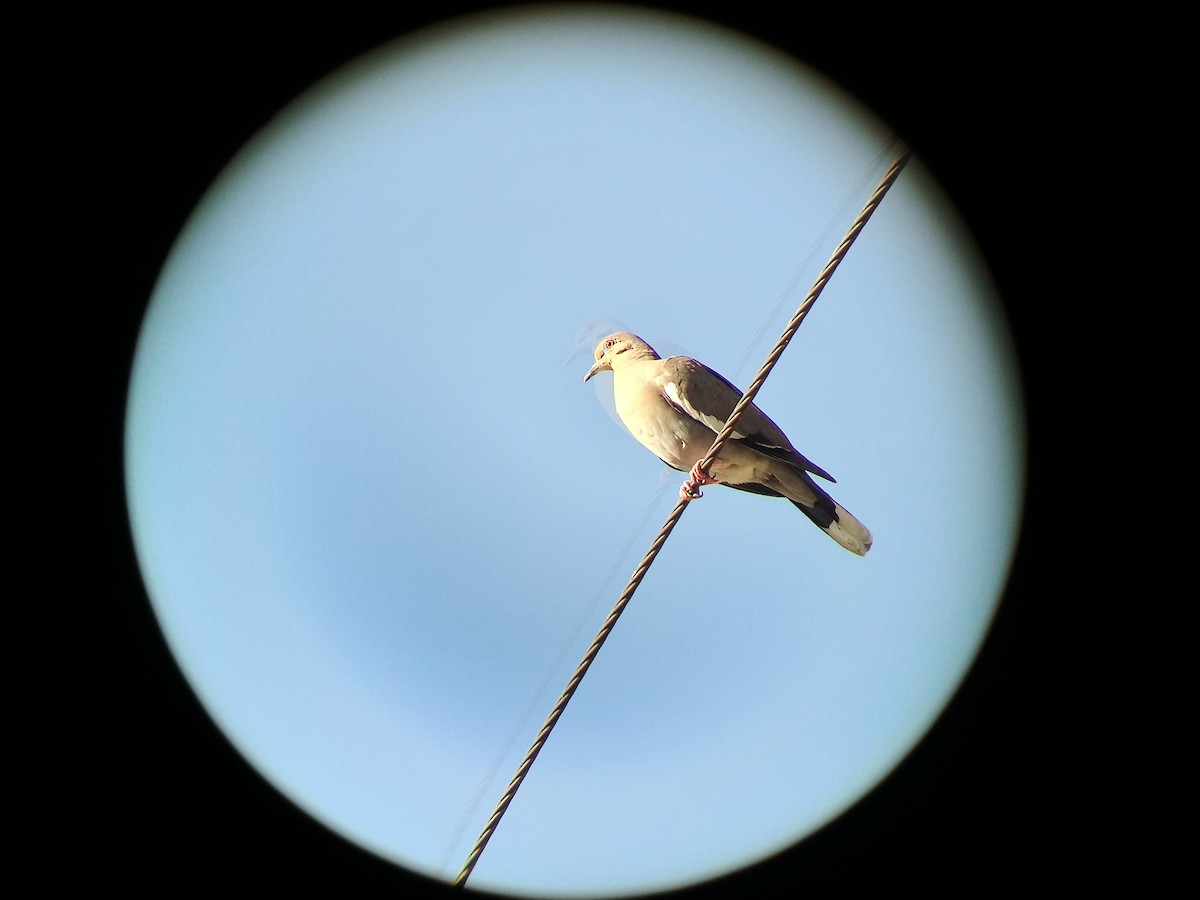 White-winged Dove - ML214142211