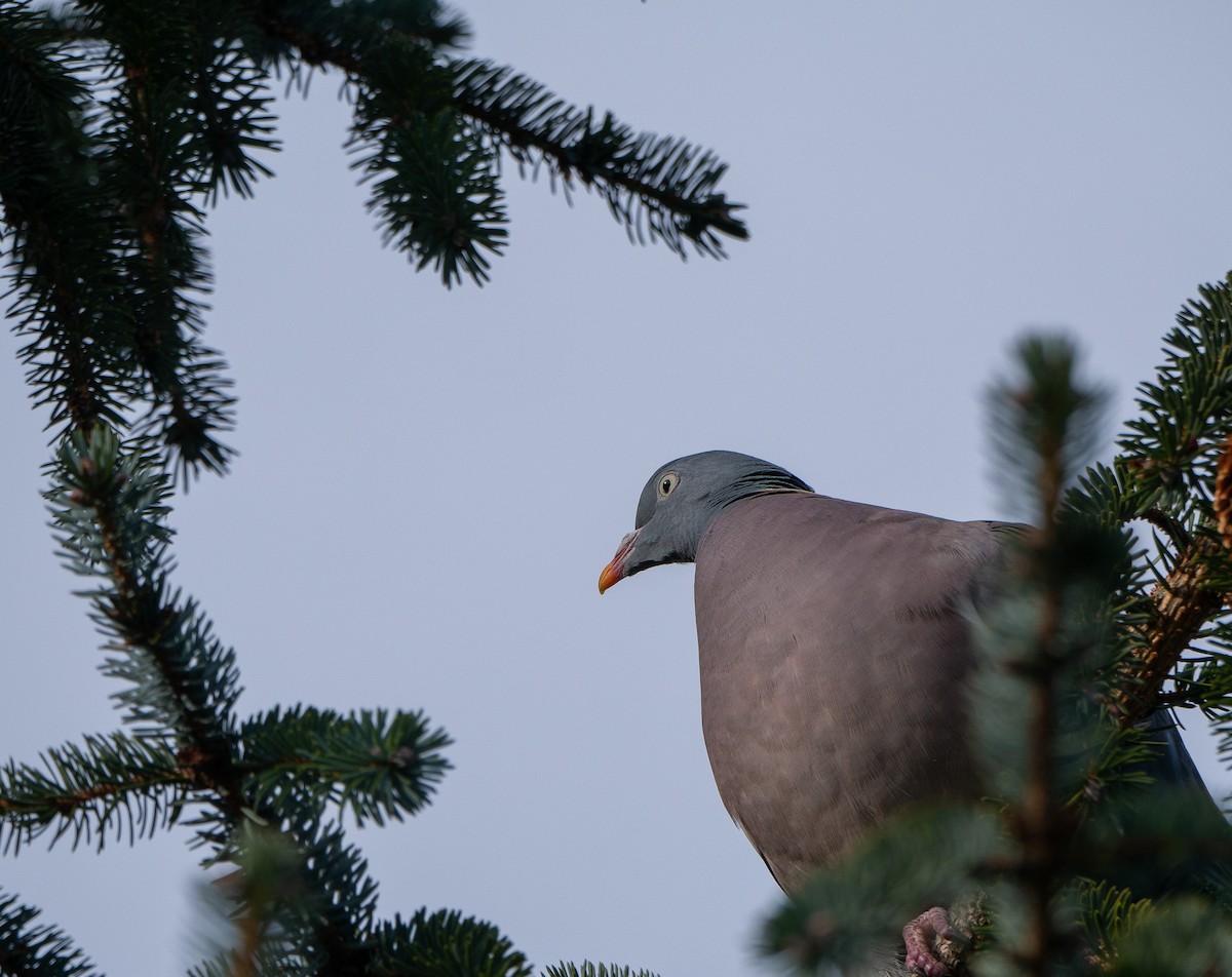 Common Wood-Pigeon - Colin Leslie