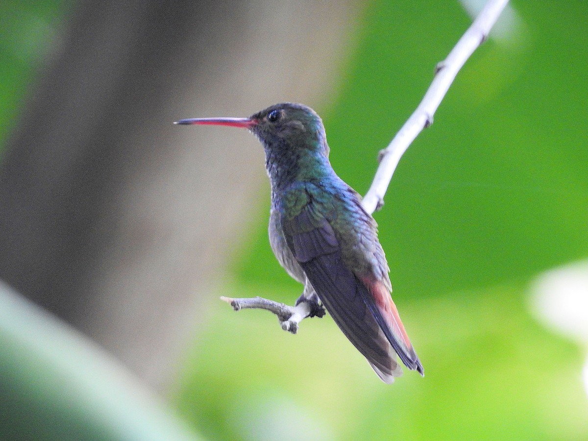 Rufous-tailed Hummingbird - Francis Pease