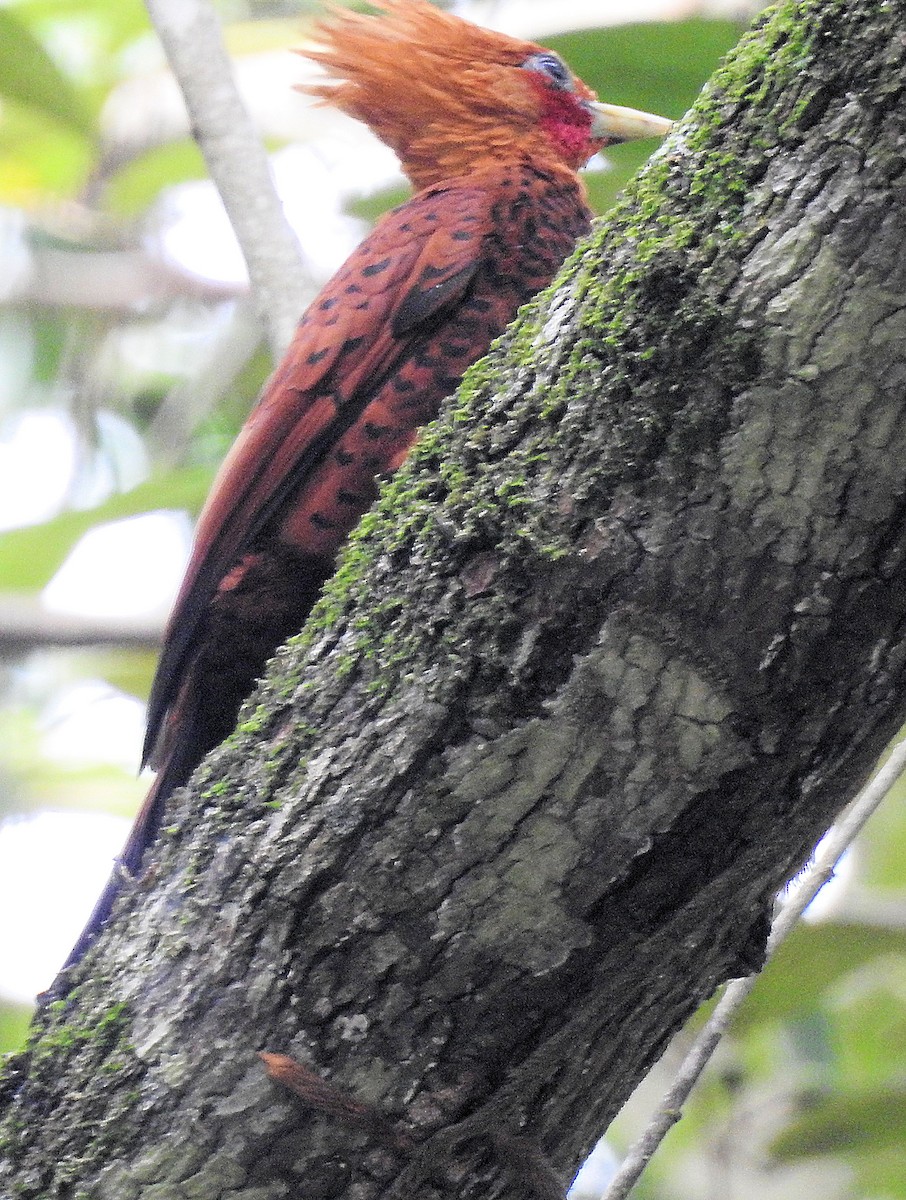 Chestnut-colored Woodpecker - ML214146651