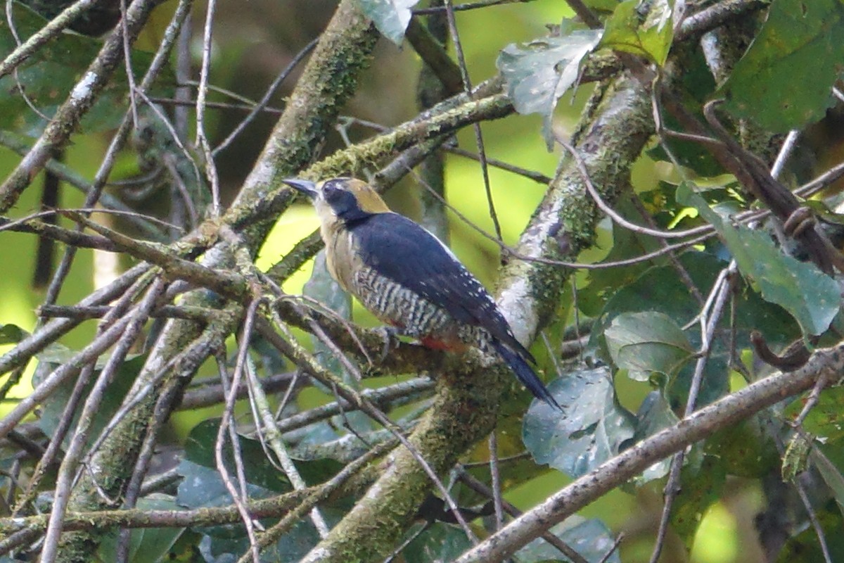 Golden-naped Woodpecker - Paul Bartlett