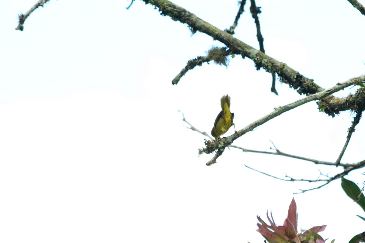 Olive-crowned Yellowthroat (Olive-crowned) - Alex Sánchez