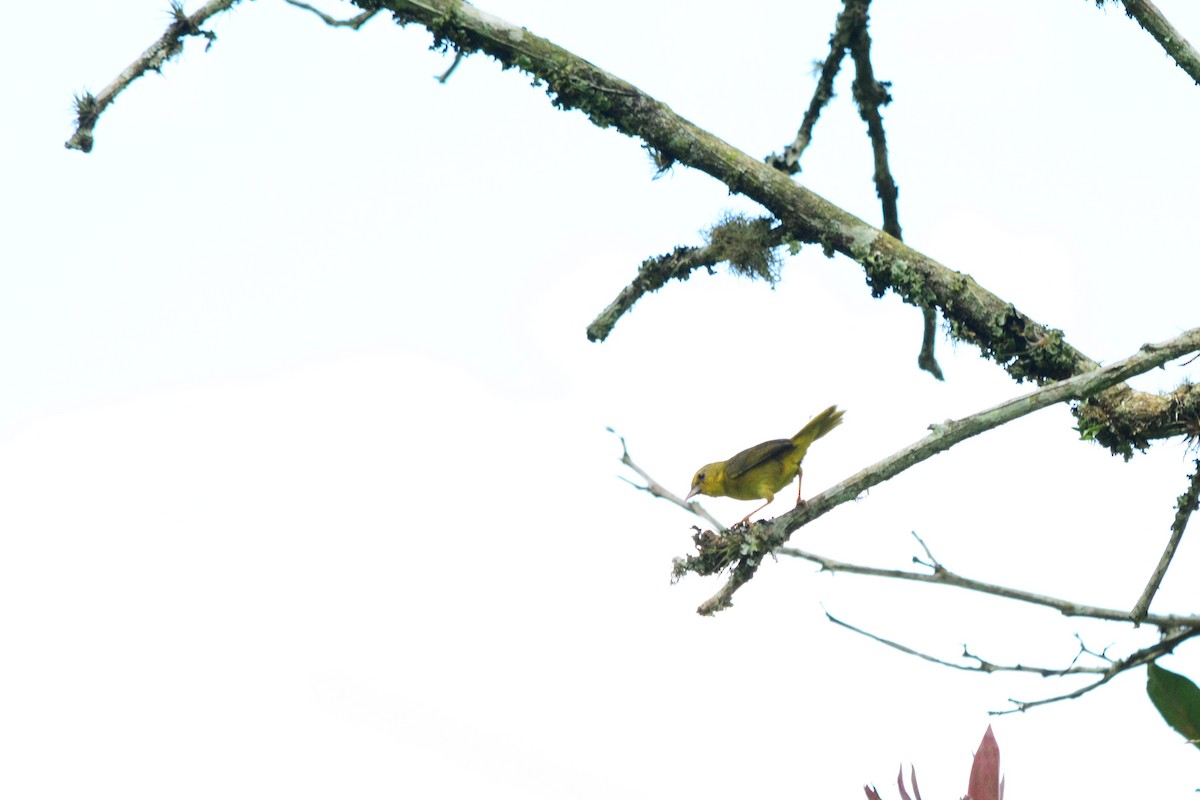 Olive-crowned Yellowthroat (Olive-crowned) - ML214152591