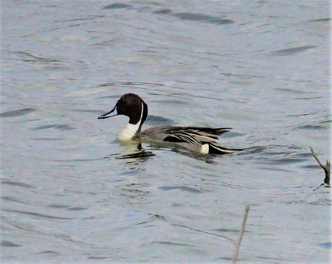 Northern Pintail - Mike Riley