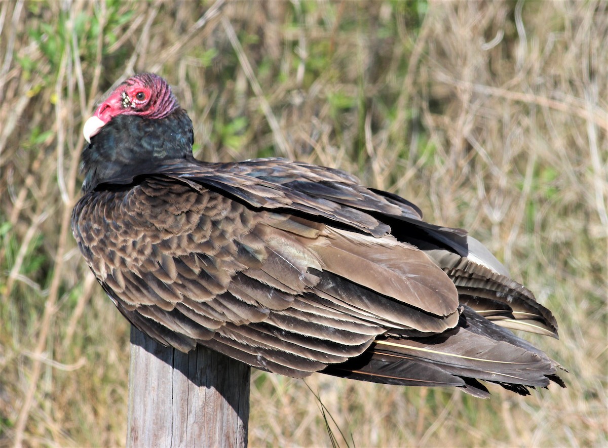 Turkey Vulture - Mike Riley